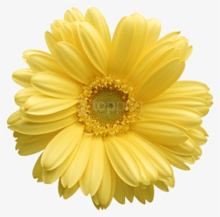 Yellow Gerber Daisy Clipart - Yellow Daisy Png #8967 Yellow Gerber Daisy Clipart - Yellow Daisy Png #8967
