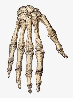 Free Vintage Clip Art - Skeleton Hand Png #9099