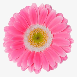 Pink Daisy Png - Flores Margaridas Rosa Png #9399