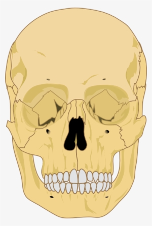The Editing Of The Human Skull - Human Skull Clipart #9420