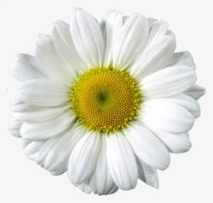 Free Clip Art Elements Jpg - Daisy Png #9514