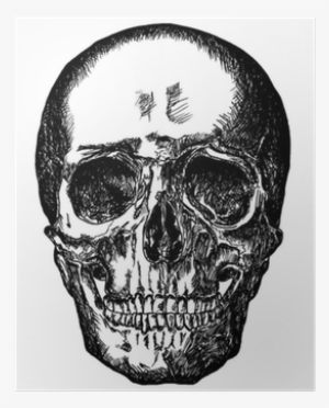 Academic Drawing Skull - Drawing #9516