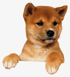 Puppy Png Image - Puppy Transparent Background #9632