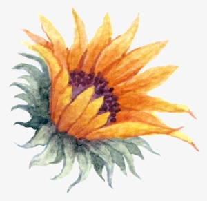 Yellow Watercolor Hand Painted Sunflower Transparent - Portable Network Graphics #9885