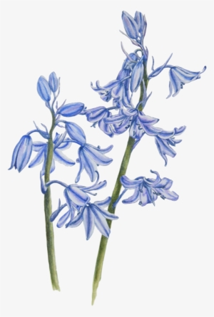 Bluebells In Watercolour Paint - Watercolor Painting #10080