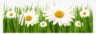 Poppies And Daisies With Grass Png Clipart Picture - Grass With White Flowers Png #10134