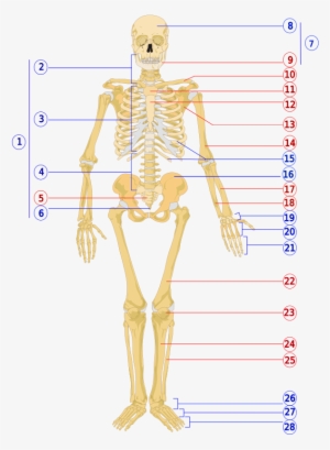 Human Skeleton Front Numbered - Skeletal Anatomy Of The Human Body #10197