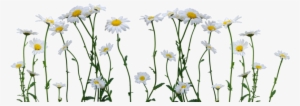 Daisies Free Png Image - Daisy Png #10260