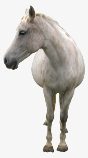 White Horse Png #10377 White Horse Png #10377