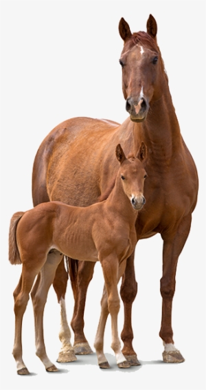 And Foal Transparent Pluspng - Horse #10450