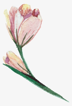 Elegant And Transparent Watercolor Flowers - Watercolor Painting #10678