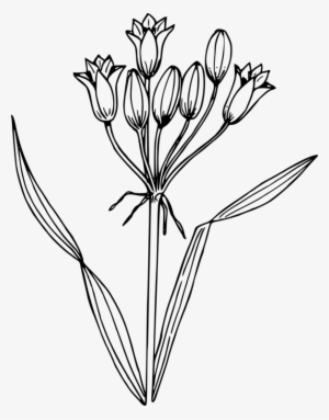 Png Black And White Computer Icons Line Art Watercolor - Hyacinth .png #10849