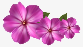 Purple Rose Clip Art - Pink Flower Hd Png #11076