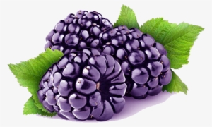 Loch Ness Blackberry Cultivar - Black Berry Fruit Png #11196