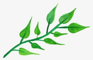 Transparent Leaves Watercolor - Transparent Leaves Watercolor Png #11845