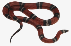 Gucci Snake - Snake Png Transparent Background #12102