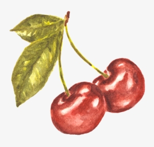 Pair Of Cherries Watercolor Study - Watercolor Cherries #12660
