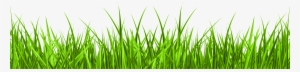 Grass Png #12721