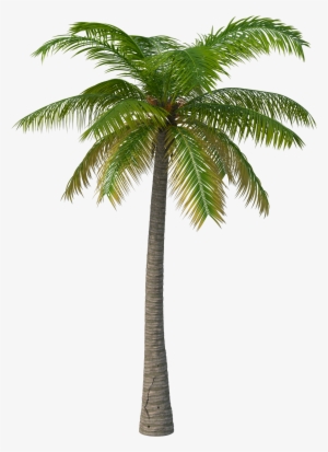 Transparent Palm Tree Png #12799