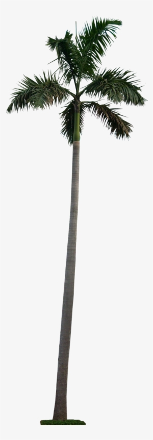 Blue Latan Palm - Palm Tree Cutout Png #13112