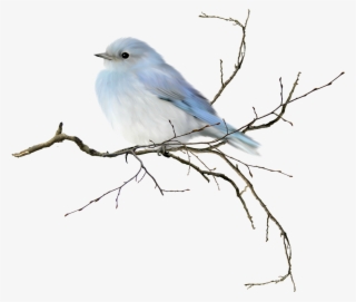 Little Blue Bird, Would Be Neat To Frame Pastels Or - Birds On Branch Watercolor #13260