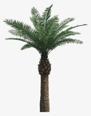 Palm Tree Png #13281