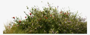Wild Flowers With Grass 2 Stock Photo 0081 Png By Annamae22 - Bushes Png #13414