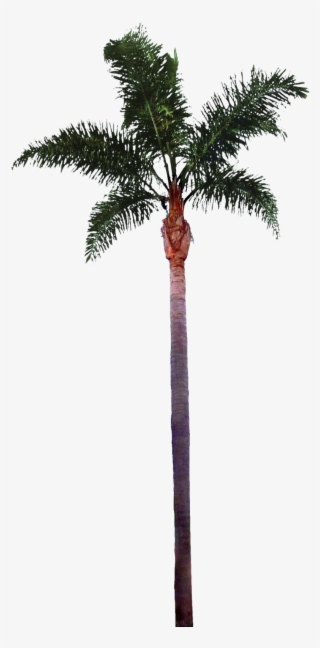 Palm Tree Png File - Palm Tree Trunk Png #13464