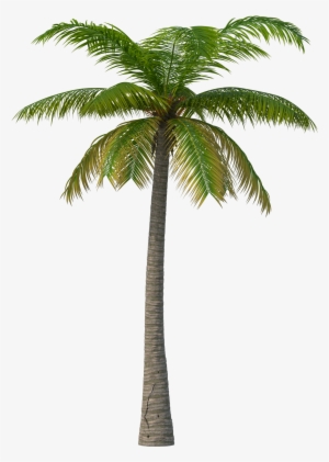 Palm Tree Png Transparent #13527
