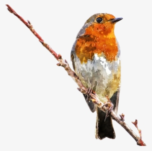 Clipart Royalty Free Stock Watercolor Bird Clipart - Robin Erithacus Rubecula (birds Of The World) #13565
