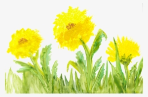 Local Artist Adds Flair To New Children's Book Series - Yellow Flower Watercolor Transparent #13611