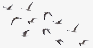 Bird Png File - Gopal Pathak And Cb Background #13934