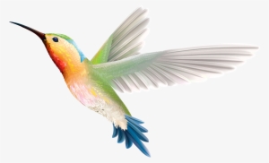 Clip Art Stock Hummingbird Web Clipartix Animals Pinterest - Colibri Fondo Transparente #13936