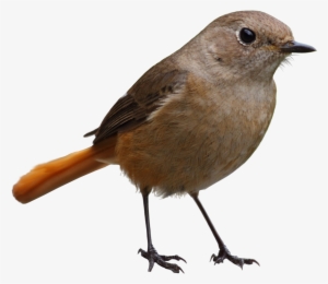 Free Icons Png - Bird Transparent Background #13957