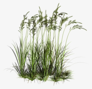 Tall Grass Png - High Grass Cut Out #14218