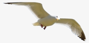 Bird Png - Portable Network Graphics #14295