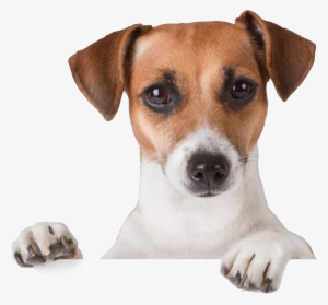Dog Png - Puppy Png #14311