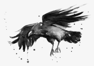 Flying Raven Watercolor Olga Shvartsur Transparent - Watercolor Raven #14440