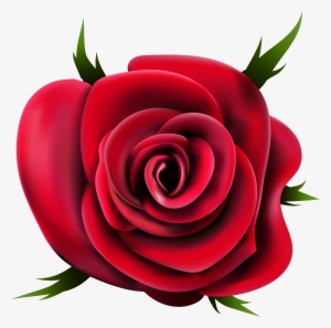 Rose Png #14459