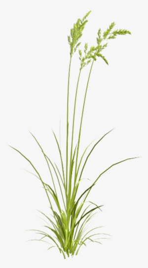 Grasses Watercolor Painting - Sweet Grass #14500