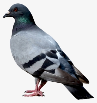 Download Dove Png Image - Dove Png #14599 Download Dove Png Image - Dove Png #14599