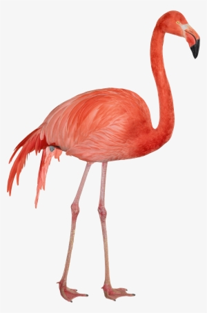 Flamingo Png Gif #14665 Flamingo Png Gif #14665