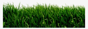 Grass Png File #14778