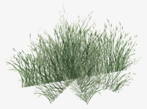 Long Grass Png Pic - Sweet Grass #14838 Long Grass Png Pic - Sweet Grass #14838
