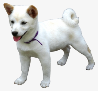 Download Dog Png Image - Dog Png #14909