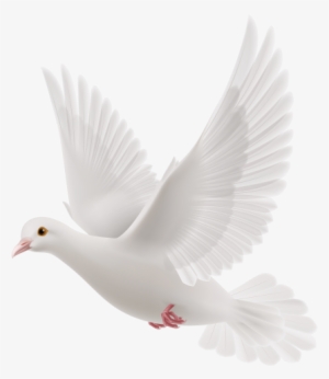 White Dove PNG, Transparent White Dove PNG Image Free Download - PNGkey