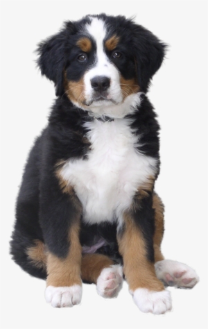 Dogs Png Clipart - Dog Png #14968