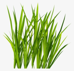 Green Grass Png Clip Art - Grass Png #15049