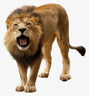 Lion Png - Vector Color Lion - Free Transparent PNG Download - PNGkey