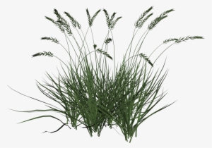 Free Icons Png - Tall Grass Transparent Background #15141